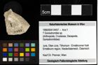 Foto (Objekt + Etiketten) von ? Goniodromites sp. 